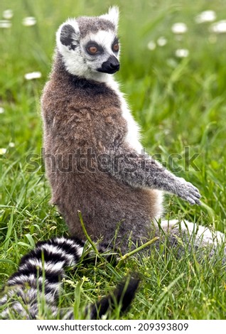 Ring-tailed lemur. Latin name - Lemur catta