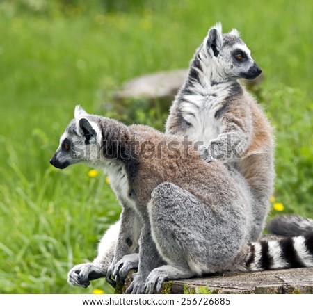 Ring-tailed lemur. Latin name - Lemur catta