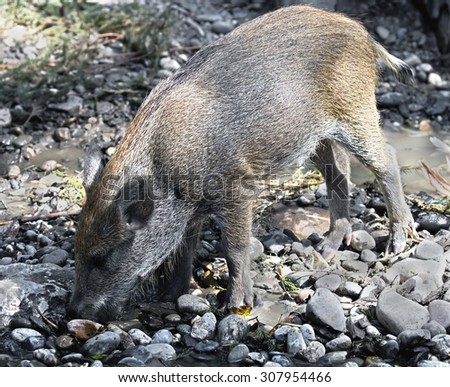 Wild boar piglet. Latin name - Sus scrofa