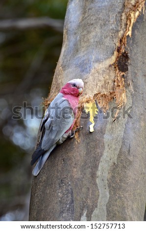 Galah perched on a tree on Kangaroo Island, South Australia