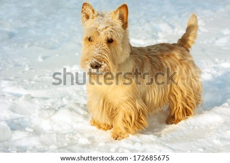 Winter Scottish terrier dog in the snow outside
