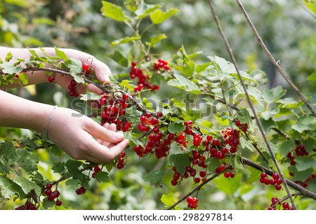 Bush with berries red currant and a child\'s hand picking berries