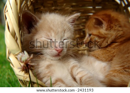 two sleeping kittens in the basket