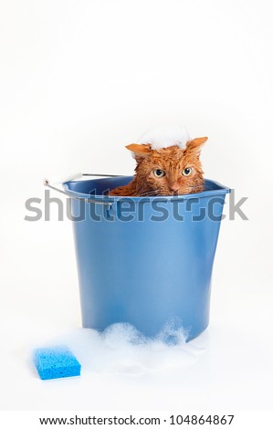 Bath time for a wet and unhappy orange Tabby cat sitting inside of a blue plastic wash bucket with suds and a blue sponge.