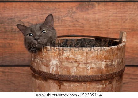 Studio shot of an unhappy, gray Nebelung cat in an antique, wooden well bucket. The Nebelung is a rare breed, similar to a Russian Blue, except with medium length, silky hair.