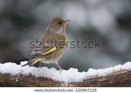 Bird (Greenfinch) in the snow looking to the right