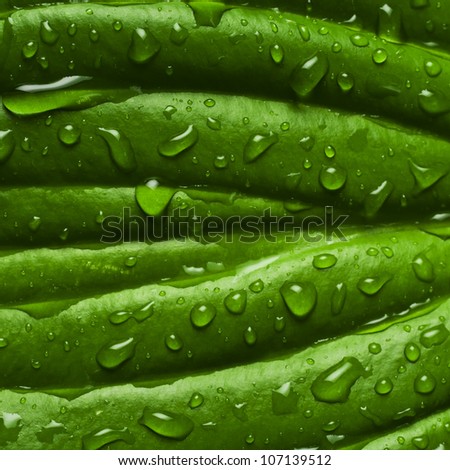 surface of wet leaf with dew drop