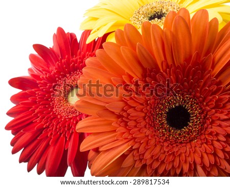 bouquet of gerberas on a white background