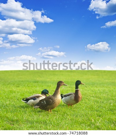 three ducks on a green meadow under a cloudy sky