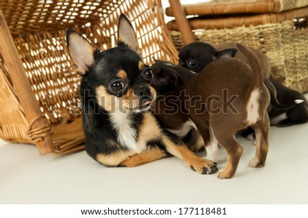 Mother dog feeding chihuahua puppies