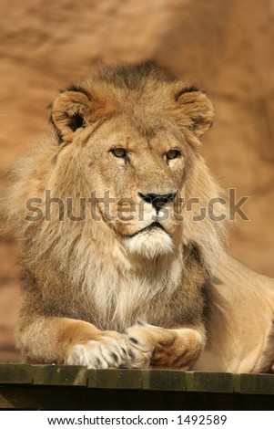 lion posing