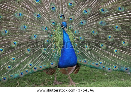 a beautiful blue peacock showing off his feathers, with shallow depth of field