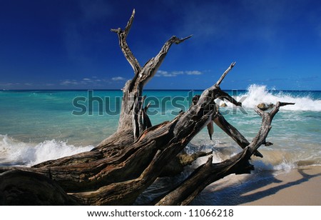 a fallen and decaying tree laying in the Caribbean Sea in Barbados