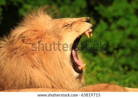 a lion yawns showing its sharp teeth