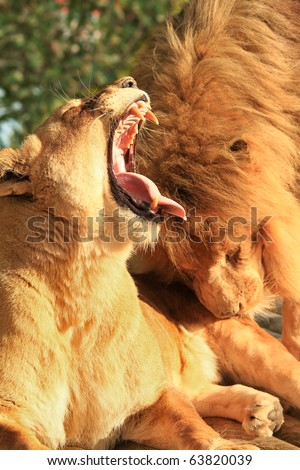 a lion and lioness get up close and personal whilst basking in the late evening sun