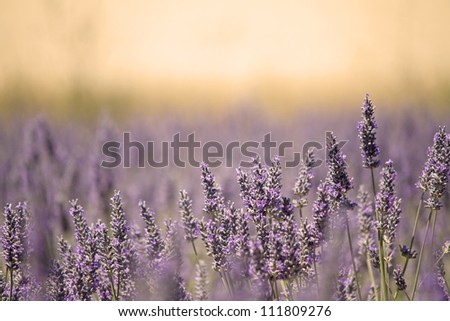 Meadow with lavender flower in lazy summer light. France.
