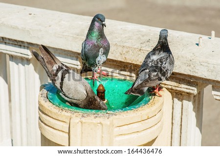 Three Pigeons bathe and drink from a small fountain