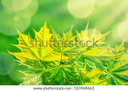 Green spring or summer maple leaves background with sun shine