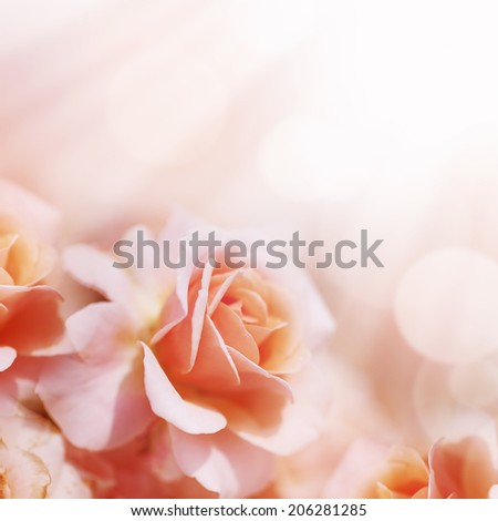 Defocus blur pastel floral background. Tender pink rose and sunlights