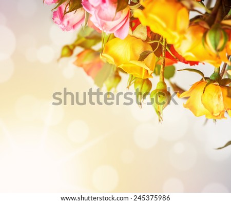 Defocus blur bright spring flowers - roses on sunrise background with color filters