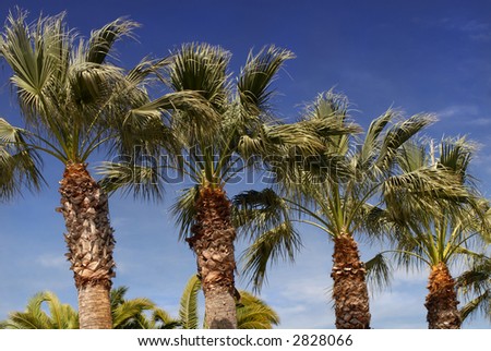 Palm trees against a blue sky in Los Angeles