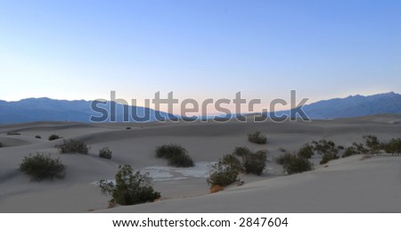 Sand dunes with brush in Death Valley California at sunset