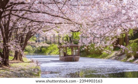 Similar – Image, Stock Photo Cherry blossoms in Kyoto Japan Hanami