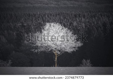 Similar – Image, Stock Photo lonely forest silhouette