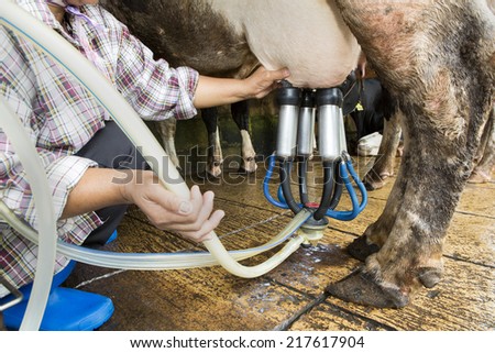 Cow milking facility and mechanized milking equipment