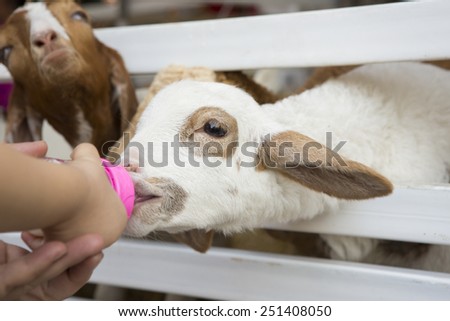 A white baby goat against milk