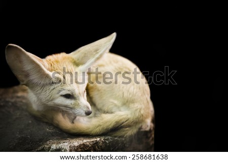 desert Fox