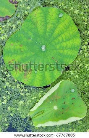Water lily leaf with a water drop in sunshine