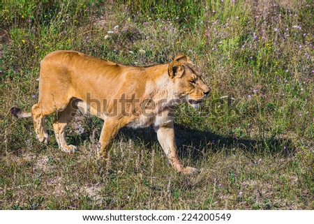 Lion Pride in nature safari park \