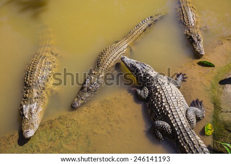water bodies on the Crocodile Farm in Dalat. Vietnam