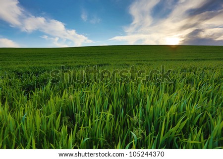 Vibrant green fields and hills covered with fresh alfalfa under a bright blue sky with puffy white clouds.