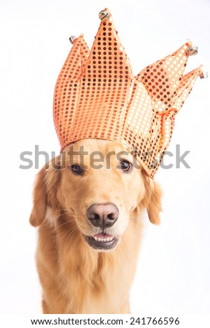 A golden retriever dog wearing a jester hat