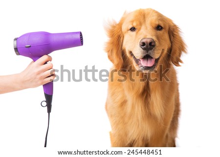 Similar – Image, Stock Photo drying the dog with a towel