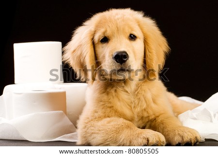 Golden Retriever Puppy laying on and in a pile of soft, fluffy toilet paper.