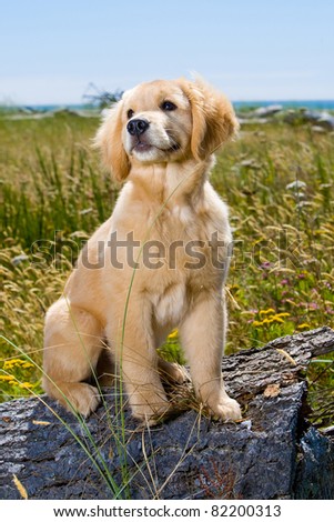 Golden Retriever Puppy Stock Photo 82200313 : Shutterstock