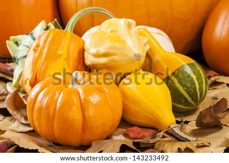 Festive collection of colorful fall gourds and pumpkins
