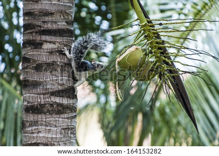 A tree squirrel studies a partly opened coconut
