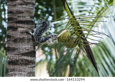 Tree squirrel precariously stretches to chew on a coconut