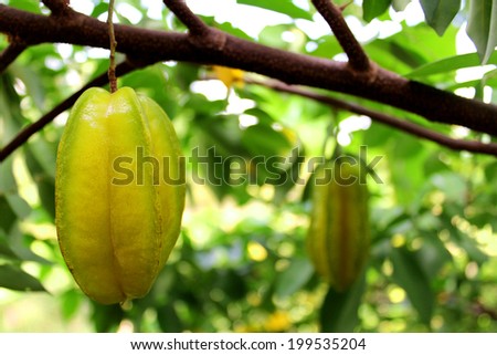 Star fruit and Star apple fruit food