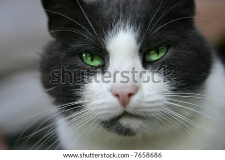 portrait of a black and wait cat