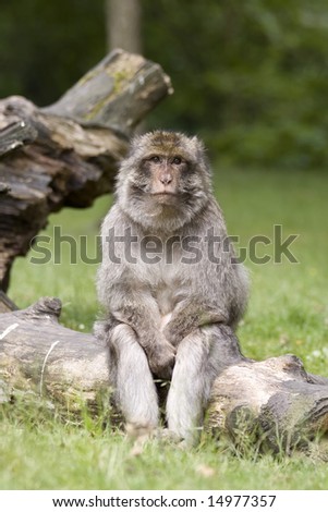 A Macaque monkey sits on a log, he looks like he is thinking