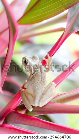 A cute white frog hanging on a Cordyline Plant