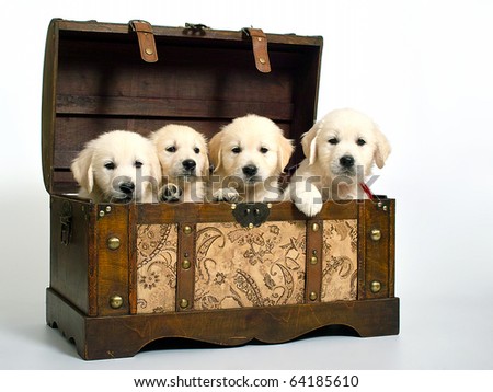 Golden Retriever puppy\'s in treasure chest