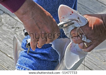 A fisherman removing the hook from a sharks mouth
