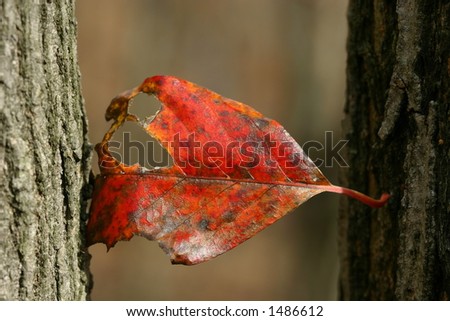 Leaf Holding On