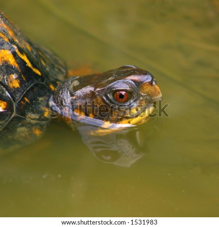Terrapin or Land Turtle in a Puddle of Water